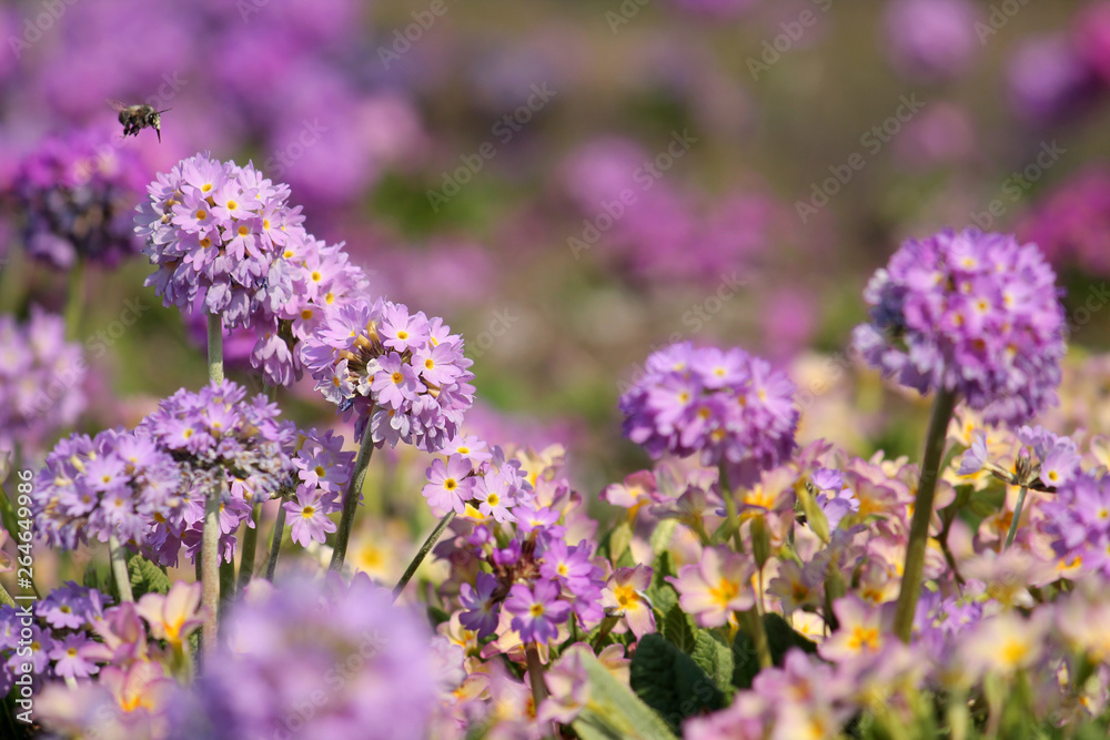 Fotografie Bright background with colorful spring flowers