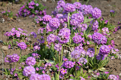 Purple flowers and green leaves of Primula denticulata or drumstick primula in garden. General view of group of flowering plants