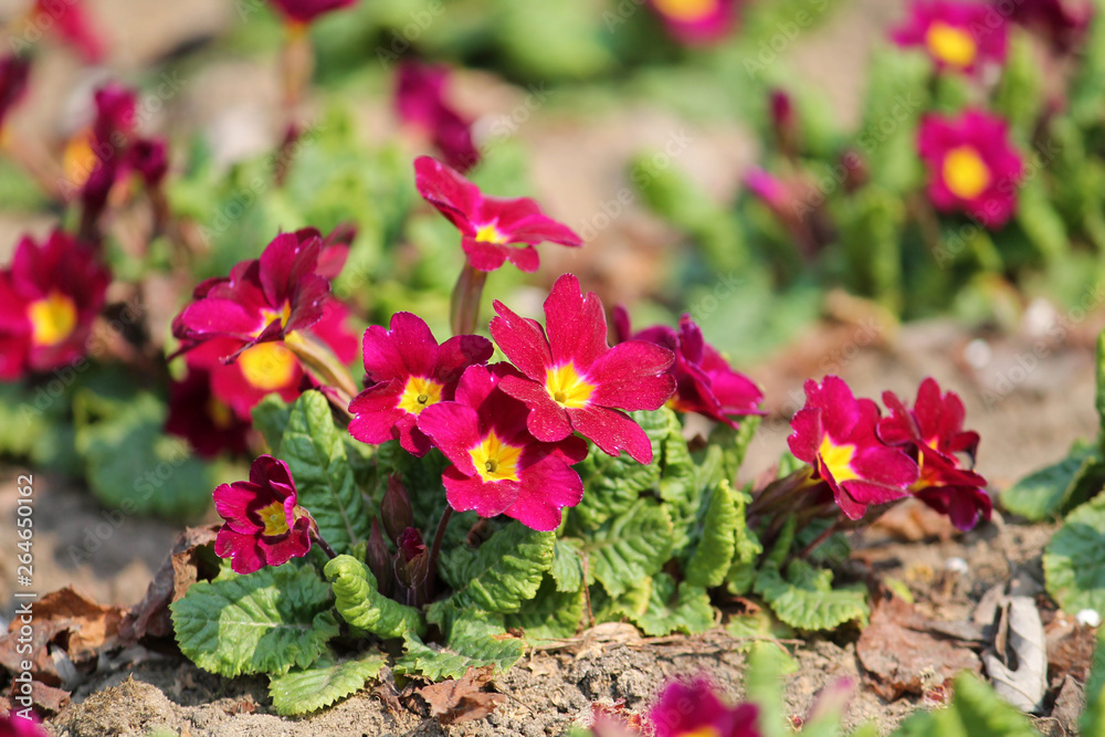 Red flowers and green leaves of Primula vulgaris or English primrose in garden. General view of flowering plant Red flowers and green leaves of Primula vulgaris or English primrose in garden. General view of flowering plant