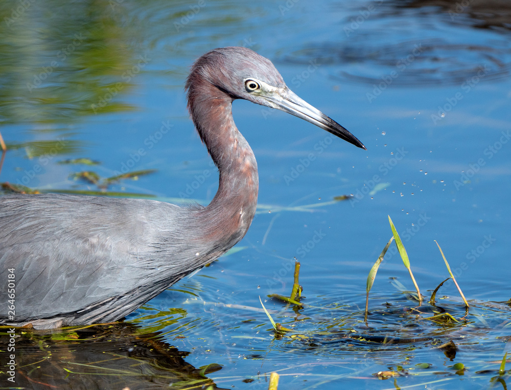Adult Little blue heron (Egretta caeruleain) the marsh of Lake Apopka Adult Little blue heron (Egretta caeruleain) the marsh of Lake Apopka