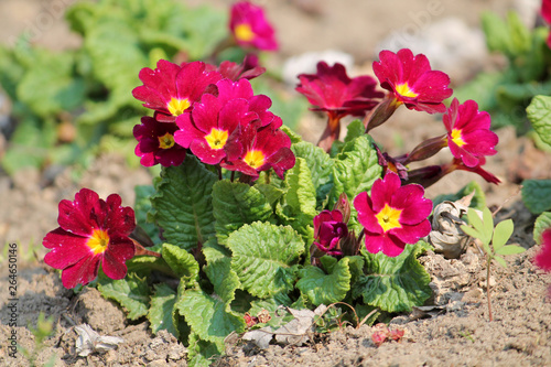 Red flowers and green leaves of Primula vulgaris or English primrose in garden. General view of flowering plant