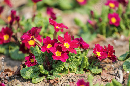 Red flowers and green leaves of Primula vulgaris or English primrose in garden. General view of flowering plant