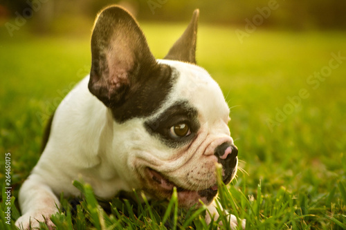 french bulldog on grass © Gustavo