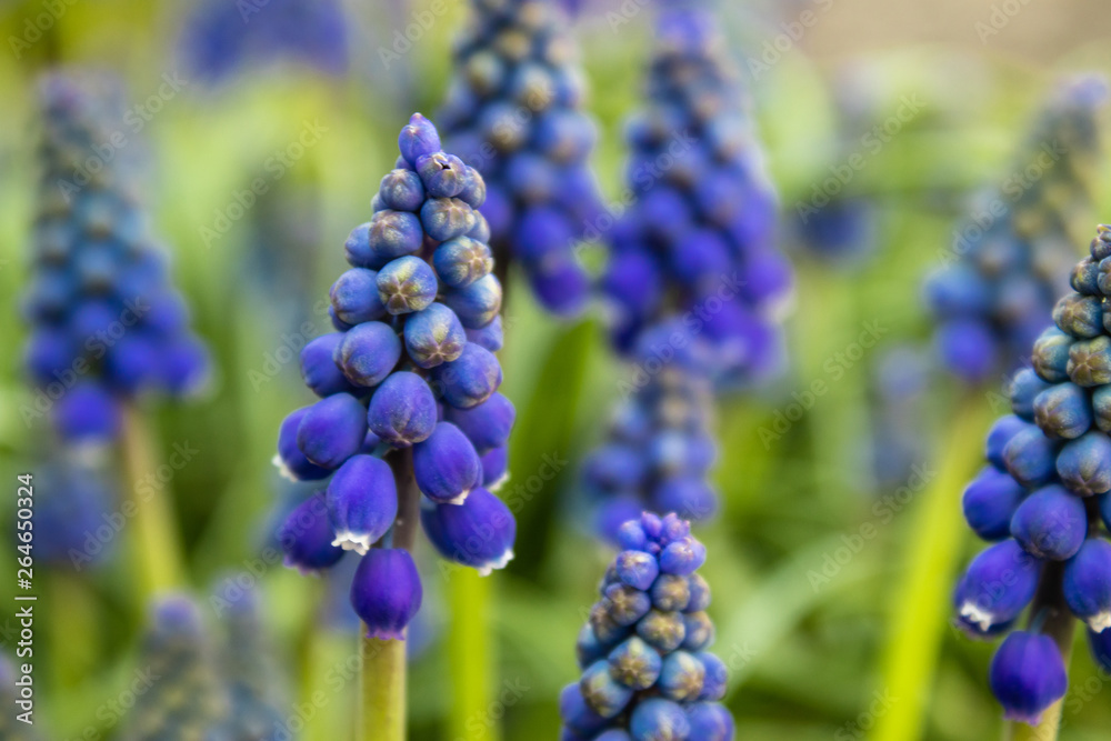 Blue Muscari flower, small spring bells. Soft focus.