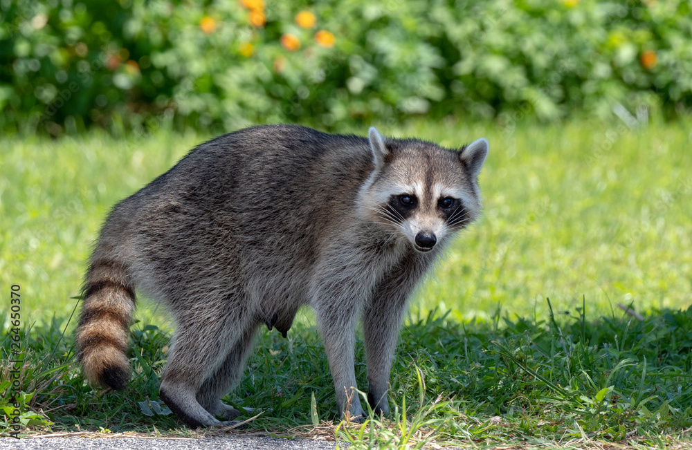 Fototapeta premium Raccoon (Baylisascaris procyonis) perched on a parking place in Daytona Beach