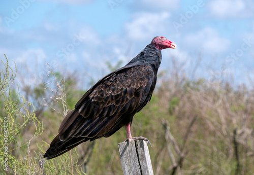 Turkey Vulture (Cathartes aura) perched on a pole