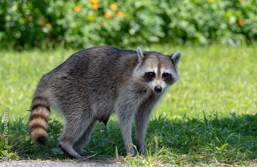 Raccoon (Baylisascaris procyonis) perched on a parking place in Daytona Beach photo