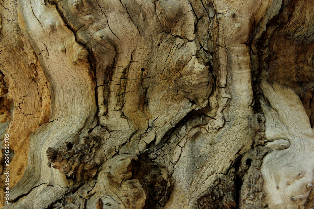 Beautiful Wooden Texture Background.Cropped Shot Of A Textured Background. Tree Background. Crack Tree Texture. Nature Texture Background. Beautiful Wooden Texture Background.Cropped Shot Of A Textured Background. Tree Background. Crack Tree Texture. Nature Texture Background.