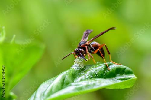 Canvas Print Predatory Wasp Eating a Grub on a Basil Leaf