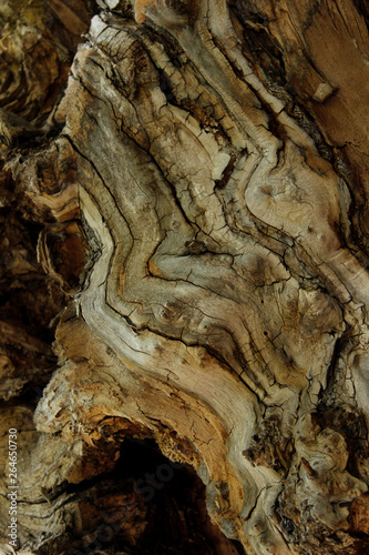 Beautiful Wooden Texture Background.Cropped Shot Of A Textured Background. Tree Background. Crack Tree Texture. Nature Texture Background.