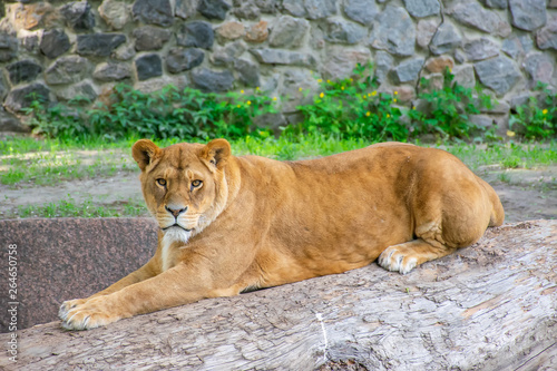 The graceful lioness lives in a picturesque zoo.