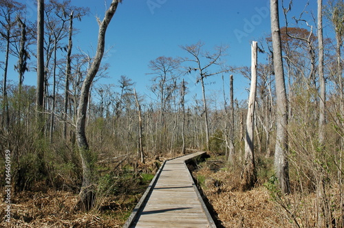 A footpath over a swamp at Fairview-Riverside State Park, Madisonville, Louisiana, USA photo