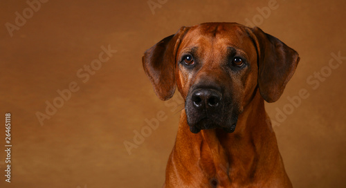 Studio shot of a Rhodesian Ridgeback Dog on brown Background