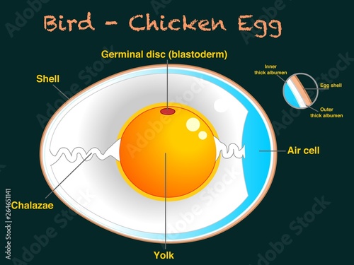 Egg anatomy, section. Bird , Chicken Egg structure. Detailed birds and chickens reproduction. Simple annotated. Dark green background. Editable 2d vector illustration. Eps 10