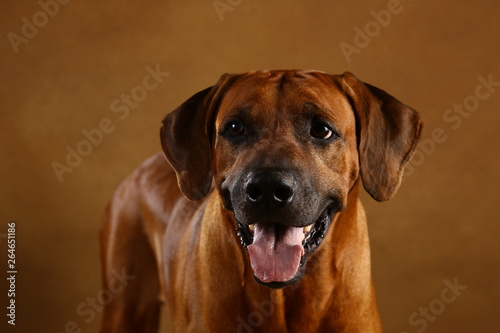 Studio shot of a Rhodesian Ridgeback Dog on brown Background © Alexandr