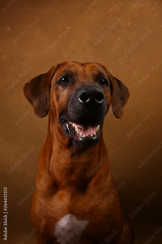 Studio shot of a Rhodesian Ridgeback Dog on brown Background Studio shot of a Rhodesian Ridgeback Dog on brown Background
