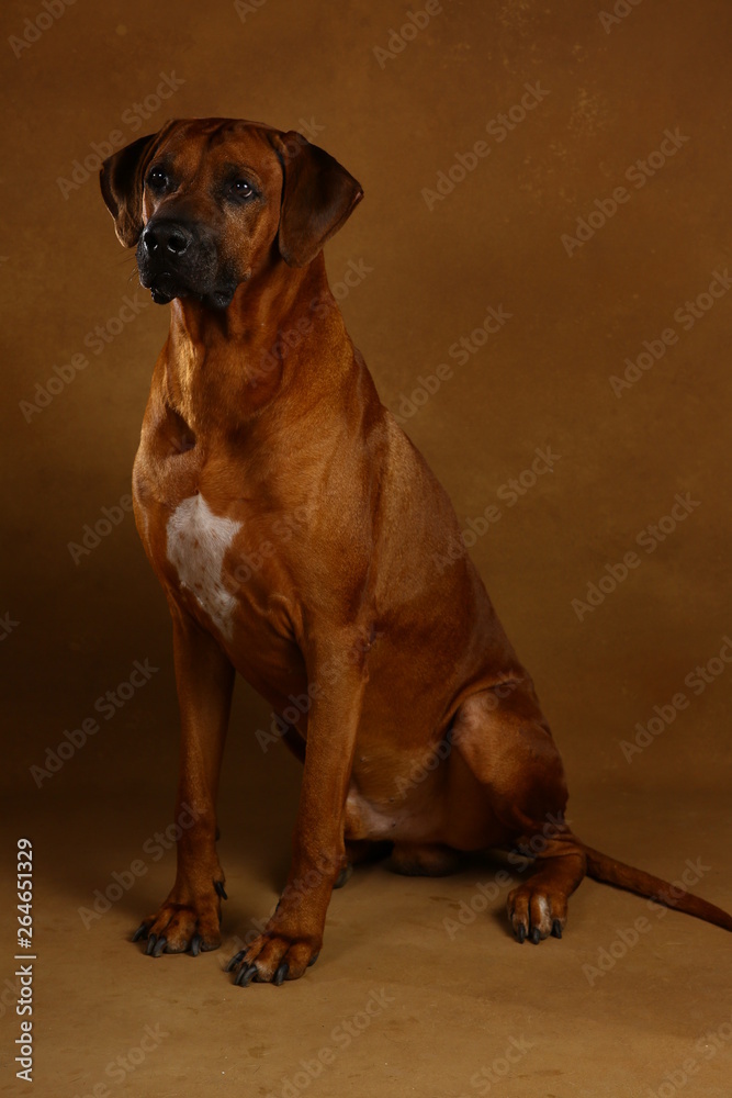 Studio shot of a Rhodesian Ridgeback Dog on brown Background Studio shot of a Rhodesian Ridgeback Dog on brown Background