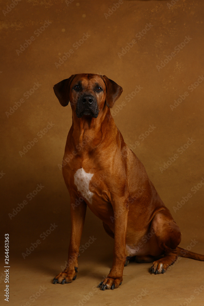 Studio shot of a Rhodesian Ridgeback Dog on brown Background Studio shot of a Rhodesian Ridgeback Dog on brown Background