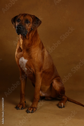 Studio shot of a Rhodesian Ridgeback Dog on brown Background