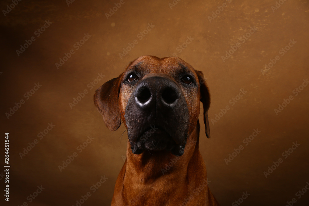 Studio shot of a Rhodesian Ridgeback Dog on brown Background Studio shot of a Rhodesian Ridgeback Dog on brown Background