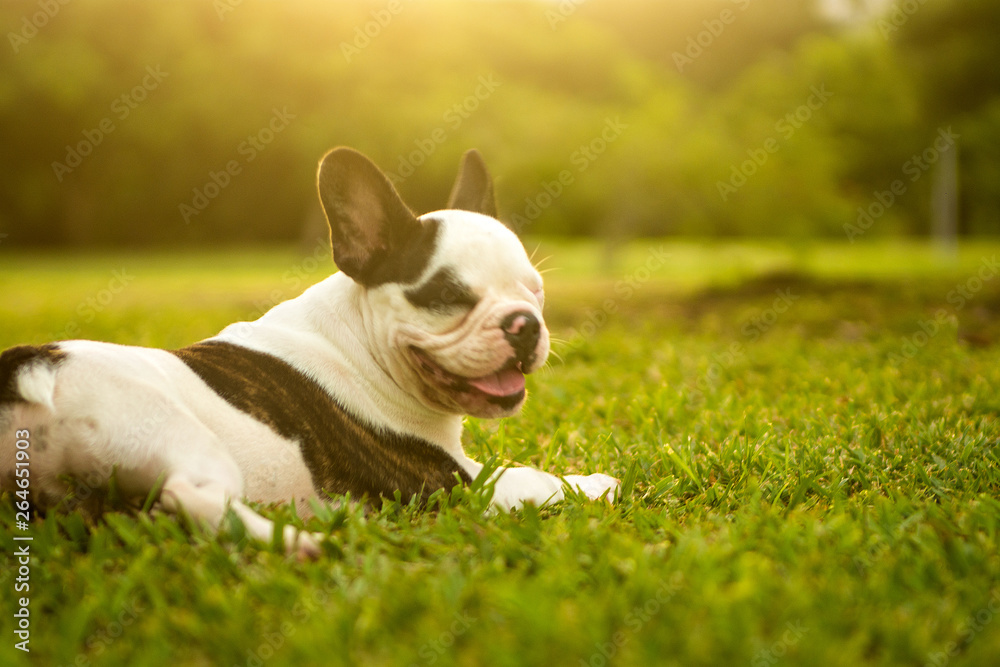 french bulldog on grass
