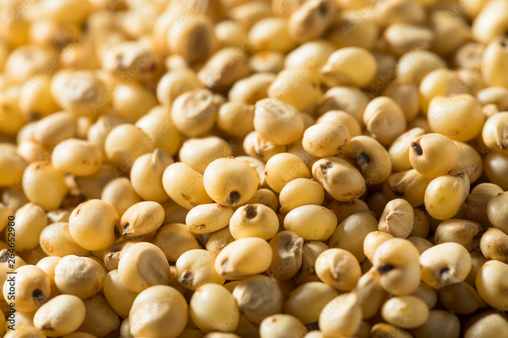 Raw Organic Sorghum Grain Raw Organic Sorghum Grain