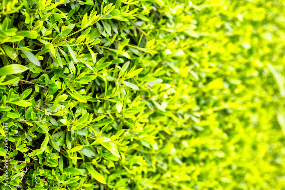 Decorative plants wall in a garden