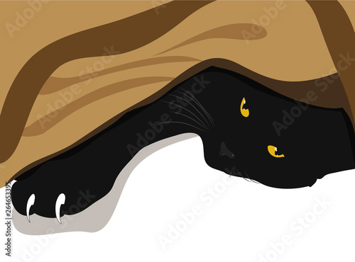 Black cat under blanket