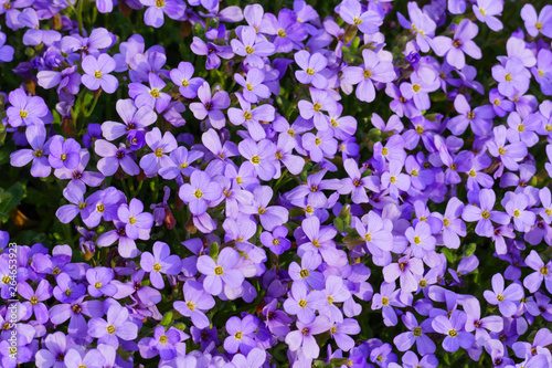 Blaukissen Steingartenpflanze  in blau lila im Fr  hjahr