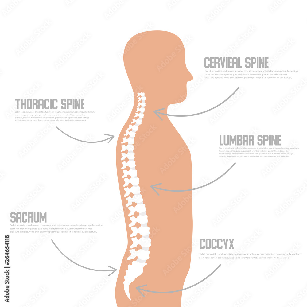 Human spine anatomy vector illustration.Spine medical center, clinic