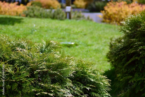 Ornamental shrubs and plants near a residential city house