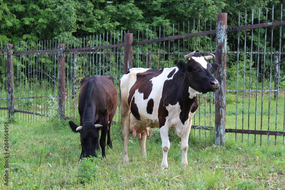 two cows graze in the countryside.in the village in the summer the grass and trees are green.Pets to walk and feed on plants. two cows graze in the countryside.in the village in the summer the grass and trees are green.Pets to walk and feed on plants.