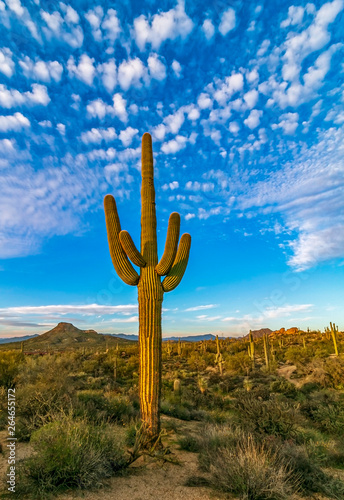 Lone Saguaro Cactus