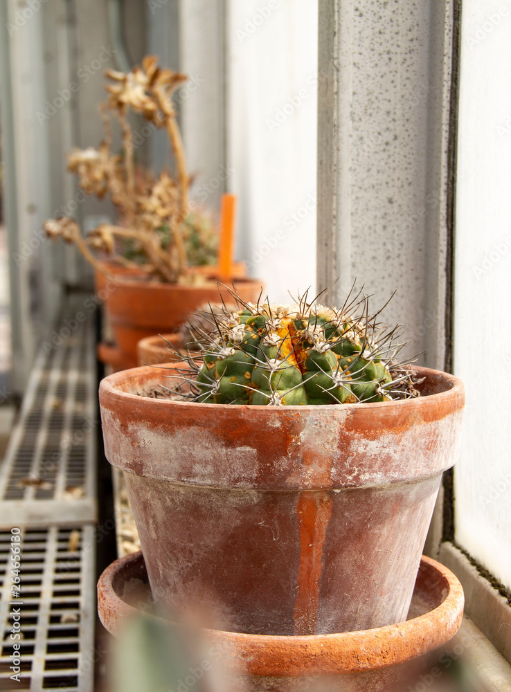 cactus in pot cactus in pot
