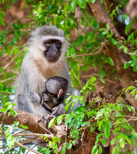 Vervet Monkeys