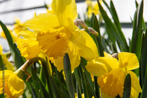 Fototapeta Naklejka Na Ścianę i Meble -  yellow daffodils in the garden