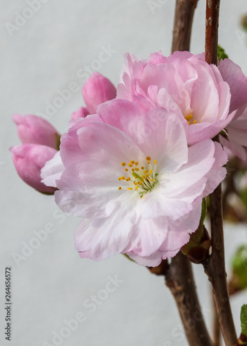 Zierkirschenblüte 6