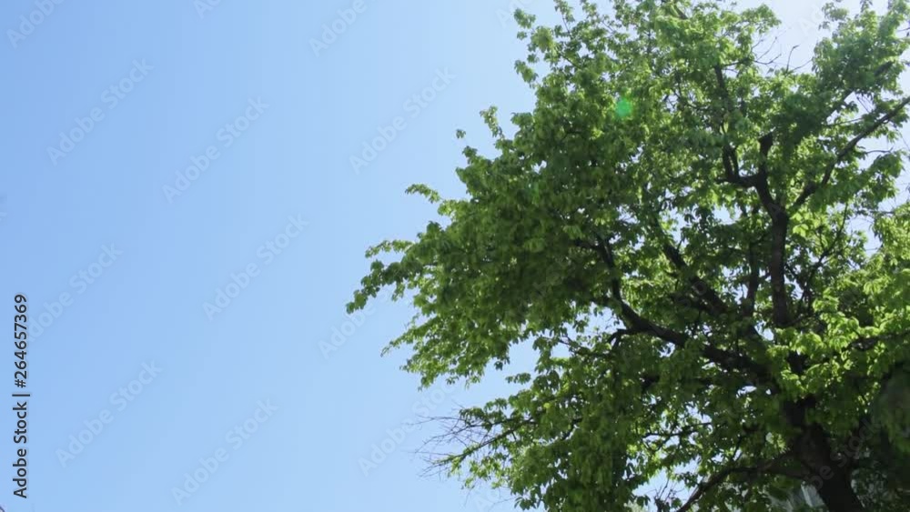 Tall Green Tree Near A Building In City - TILT UP AND SLOW MOTION Tall Green Tree Near A Building In City - TILT UP AND SLOW MOTION