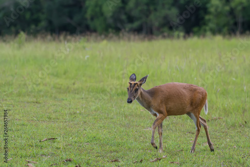 Barking Deer in the grass fields in Khao Yai National Park  Thailand
