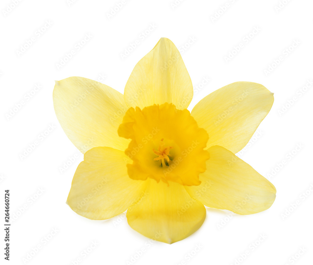Fototapeta premium Beautiful daffodil on white background. Fresh spring flower