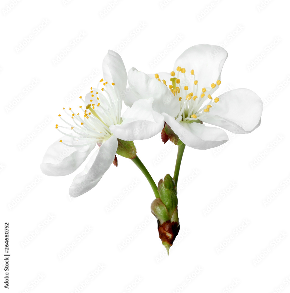 Obraz premium Beautiful fresh spring flowers on white background