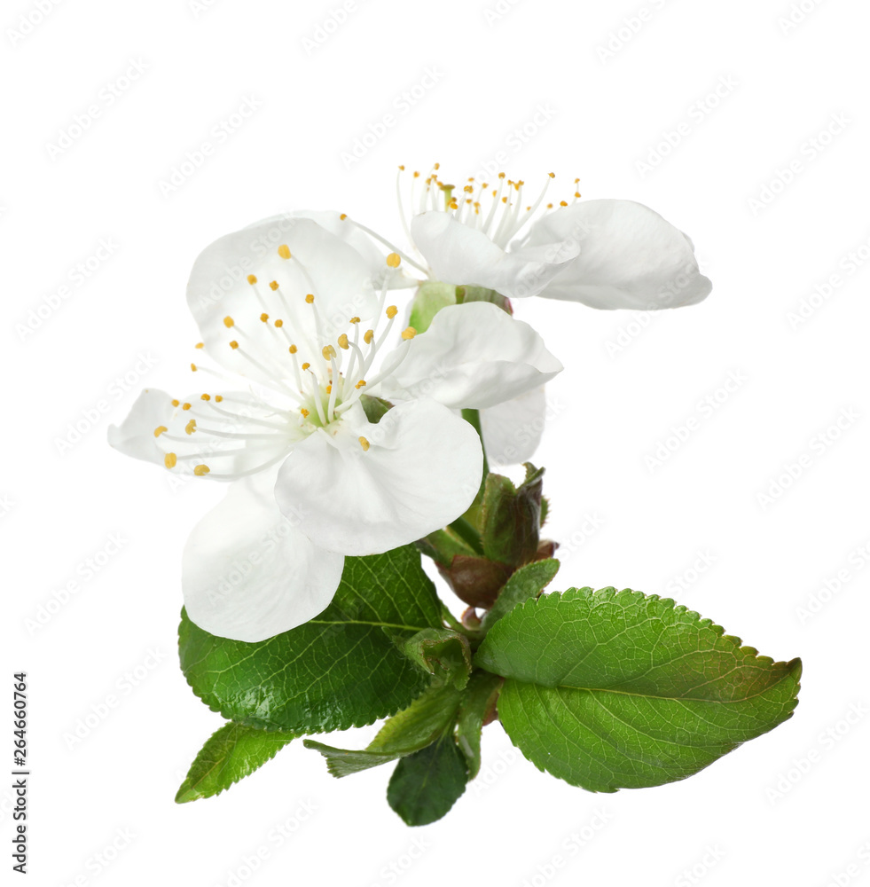 Obraz premium Beautiful fresh spring flowers on white background