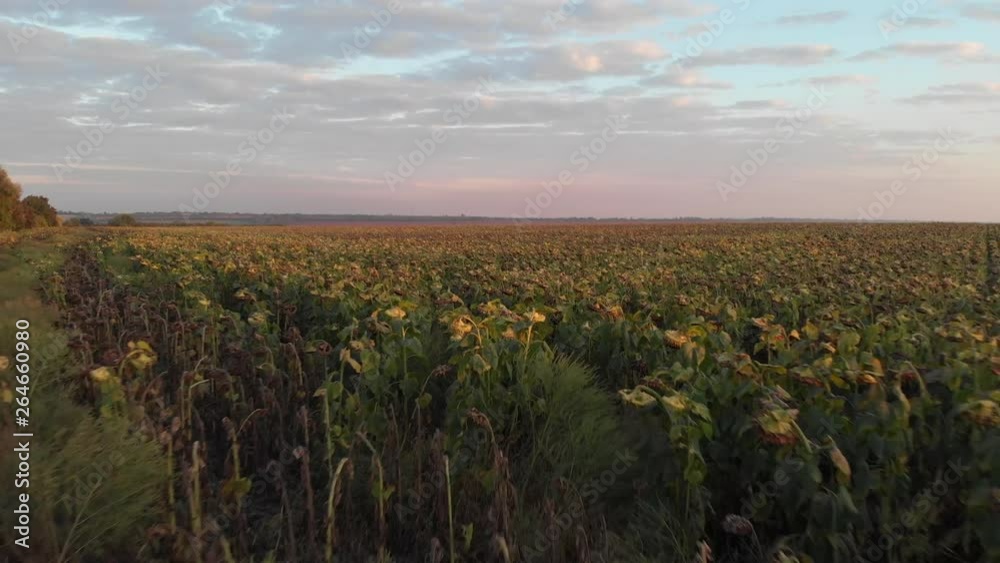 Flight over field of dried sunflower Flight over field of dried sunflower