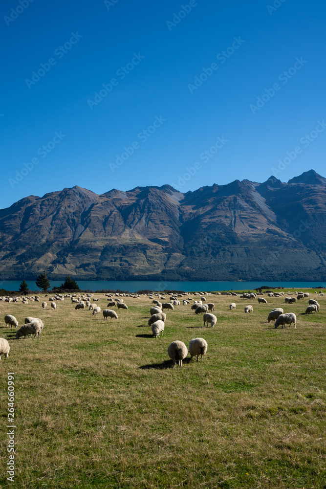 Sheep in a field in New Zealand with a view of the mountains