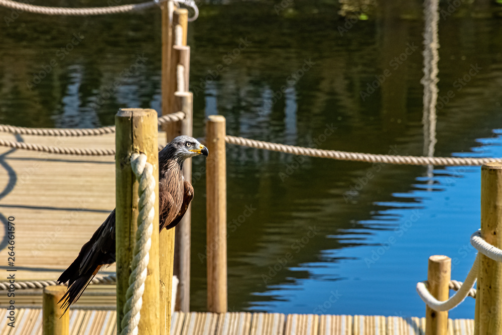 Fototapeta premium Red kite (Milvus milvus)