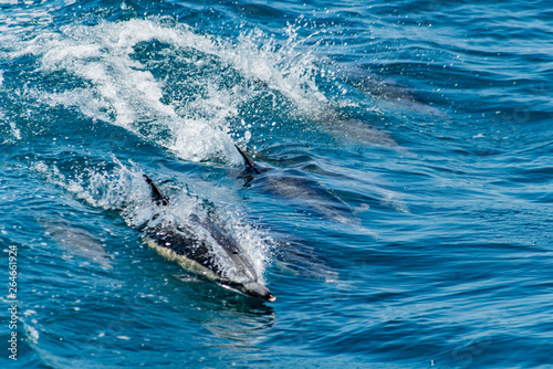 Pod of dolphins swimming and jumping together. Blue water. Dolphins.