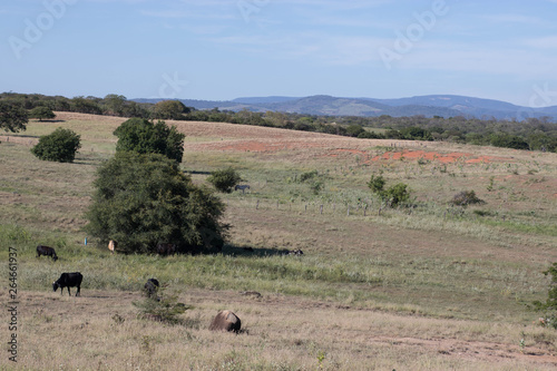 herd of cows grazing in the field