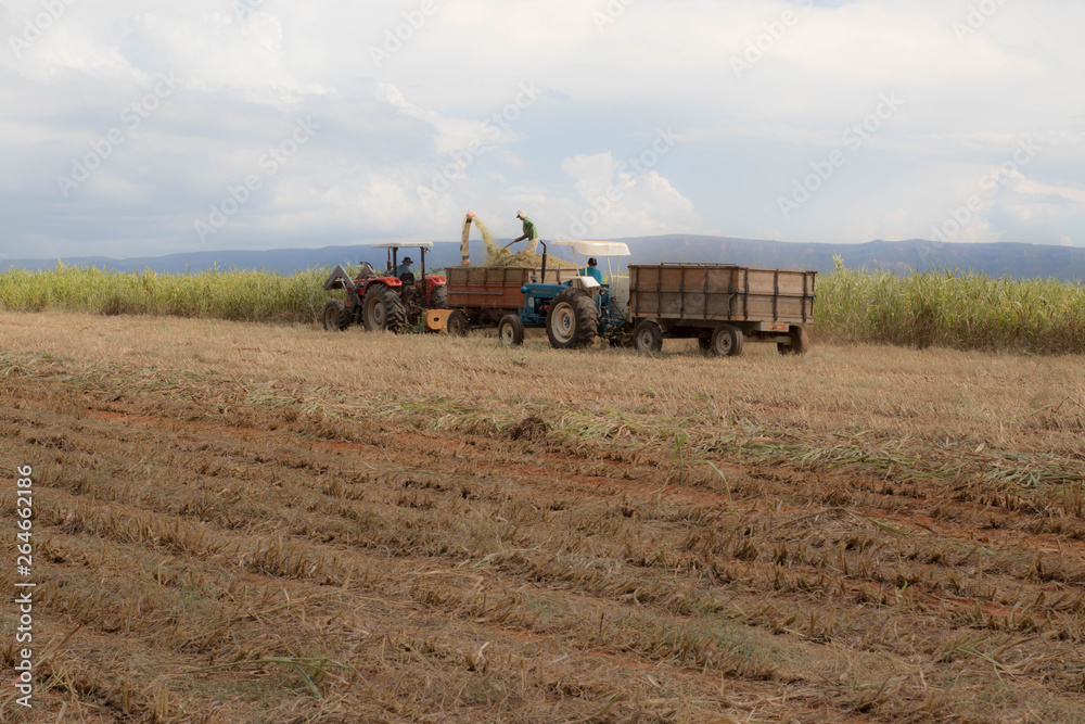 Fototapeta premium combine harvester working on wheat field