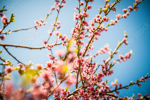 peach blossom