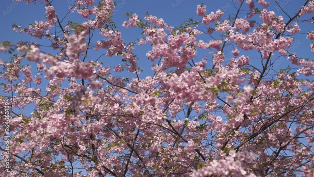 Beautiful sakura cherry blossom tree in the morning in Europe Riga Victory park - Pink and tender pastel colors of flowers and petals Beautiful sakura cherry blossom tree in the morning in Europe Riga Victory park - Pink and tender pastel colors of flowers and petals